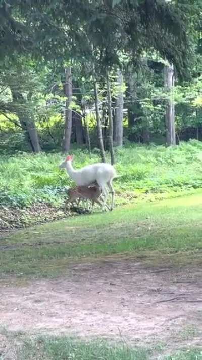 Rare Albino Doe Feeding Her Fawns