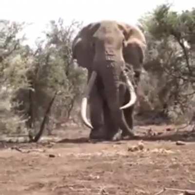 As if a regular elephant wasn&rsquo;t already an absolute unit