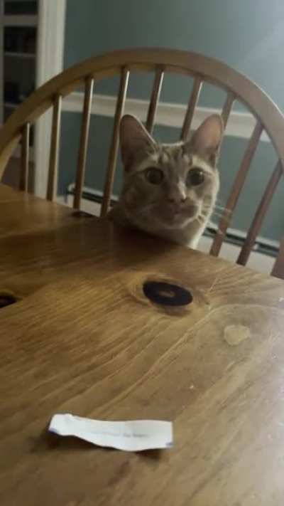 Cheez-it the Cat