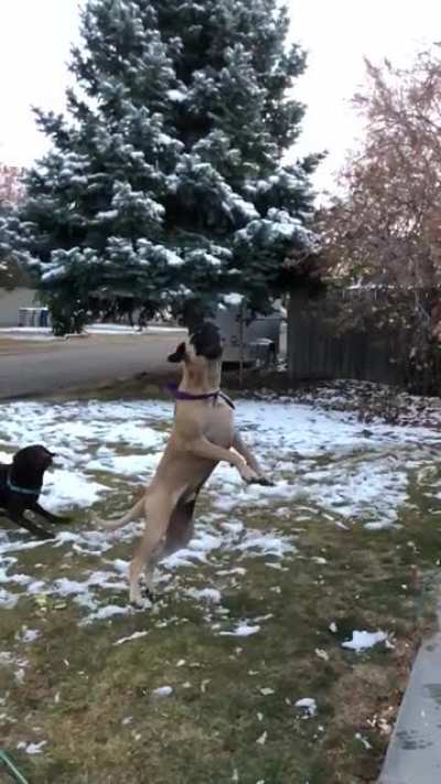 Thought this community would appreciate this video of my buddy&rsquo;s dog.