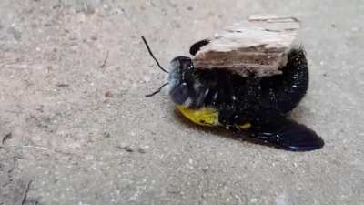 Strange behavior I caught on camera with a Bee. I have no idea what was wrong but I left and never saw it again. I looked for the body afterwards but could not find it. Maybe it lived... Fascinating.