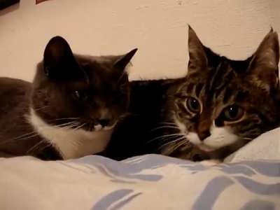 cats