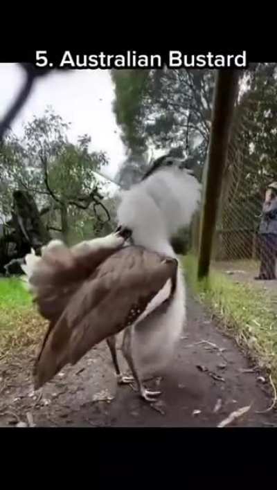 Animals that don&rsquo;t sound how they look.