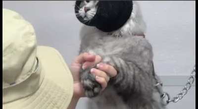 blursed_complaint