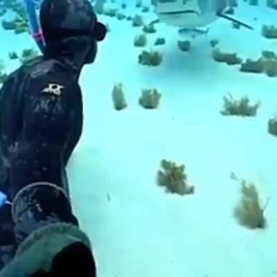 Face to face with a shark