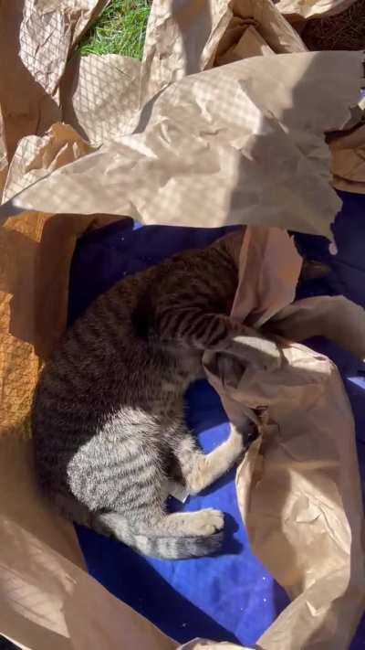 The cat traps are working&hellip;