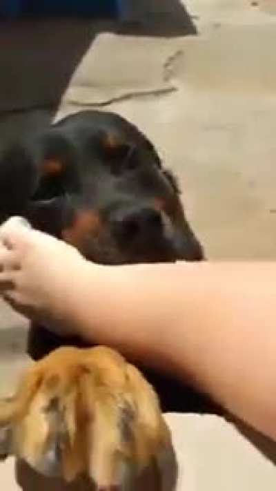 cão de guarda