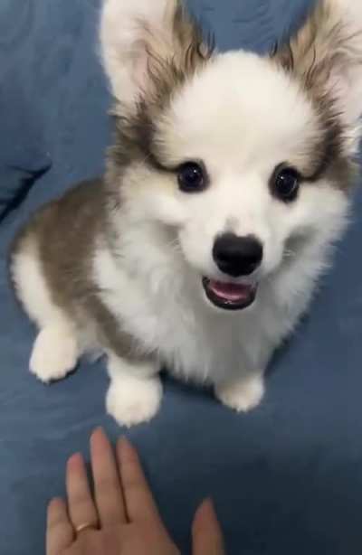 Today, Koki learned how to shake hands