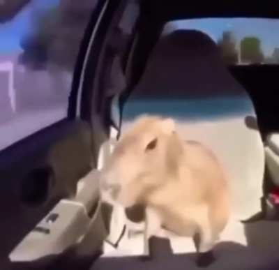 Capibara