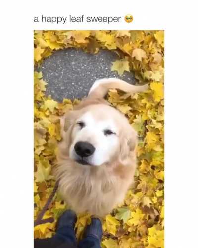 Tail go brush brush