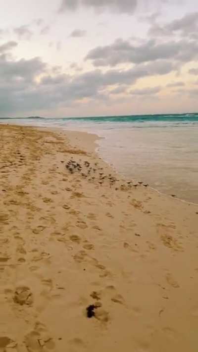 Birds playing a little game with the waves