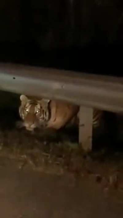Siberian Tiger is waiting