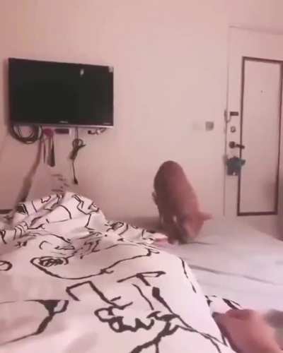Cat just yeeted the fish to owner, I need a cat like that!