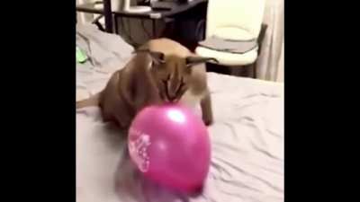 "yo play some shit"