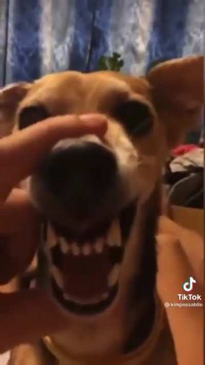 C&atilde;o do c&atilde;o