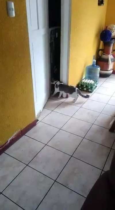 Es mi gato, est&aacute; loco.