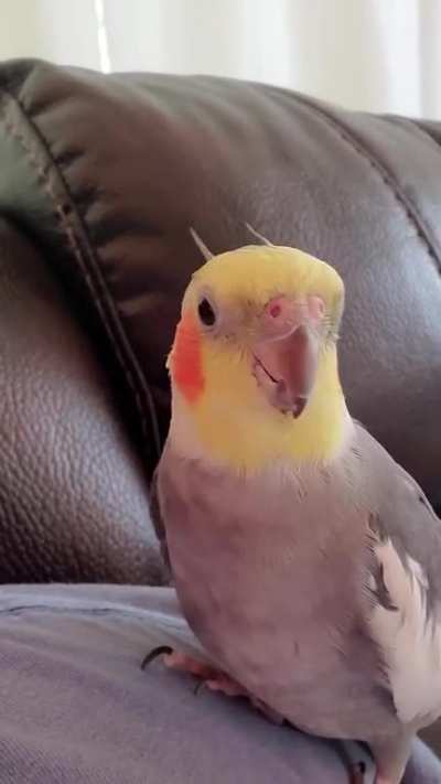 Sunny singing 