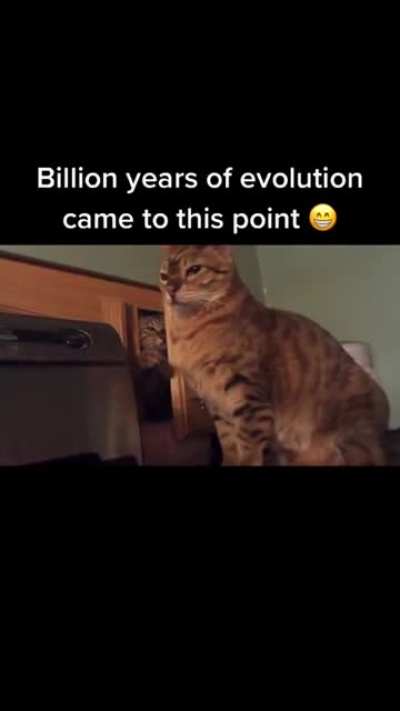 Loo