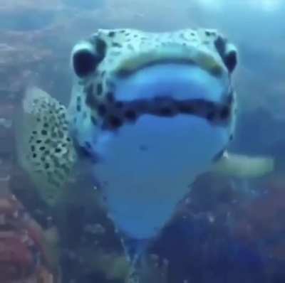 to film sleeping sharks.
