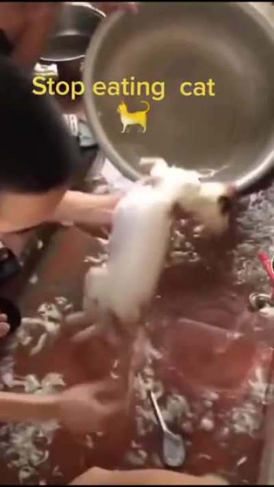 Любителям котиков NSFW