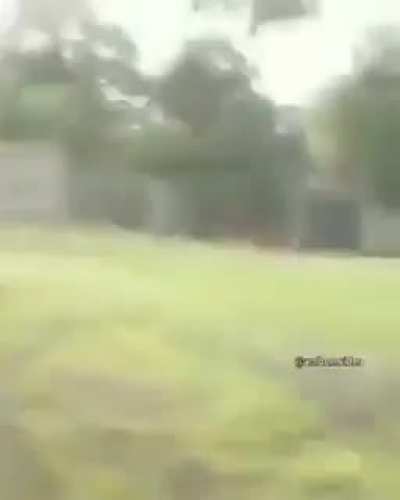 large dog