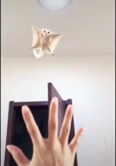 We&rsquo;re soarin&rsquo; Flyin&rsquo;. We&rsquo;re breaking freeeeeee