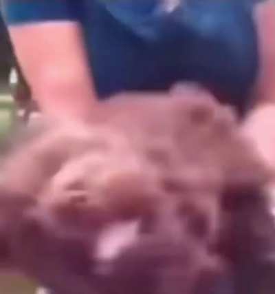dog doin