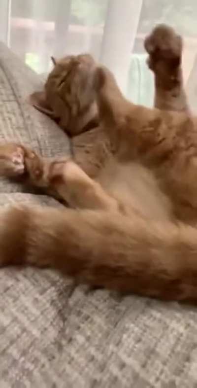 "let me just watch my cat kick himself a hundred times"