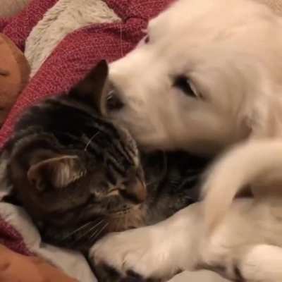 Snuggle buddies
