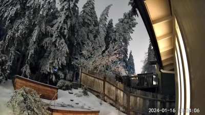 Tree overloaded with snow and ice falls 2024-01-16