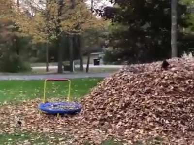 Leaf diver doggo