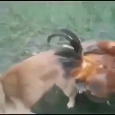 Mamaaaaa!!!