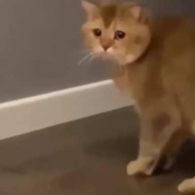 Ra&ccedil;&atilde;o De Gato
