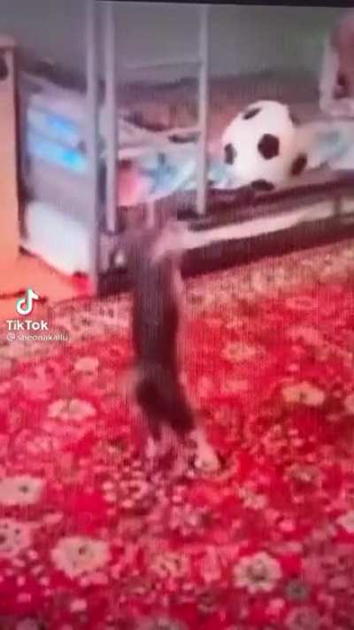 Goal keeper cat