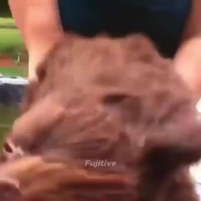 XD