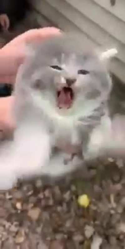 miauuuwwwwwwwwwww