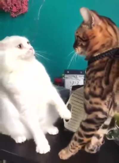 "I shouldn't of done that"