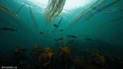 Relax and Drift Peacefully Through Vancouver Island&rsquo;s Kelp Forests [OC]