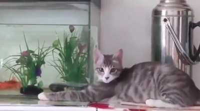 Perfectly calculated pounce gets ruined by "invisible" barrier