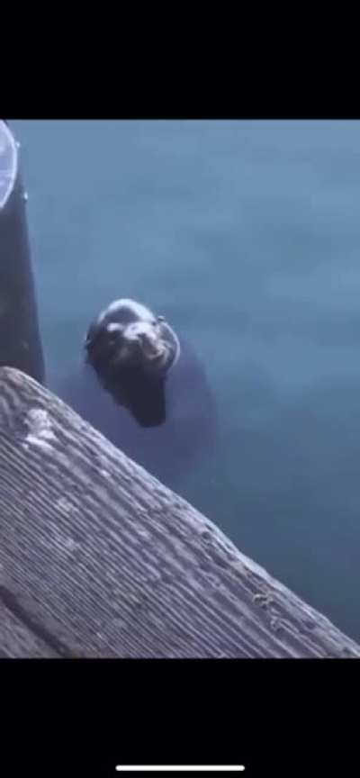 Sea screamer I don&rsquo;t k ow what they are called