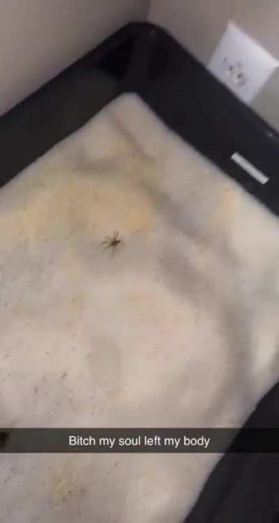I think hes afraid of spiders