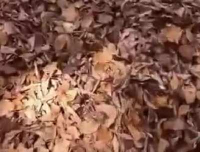 Now you can't see me, now you can