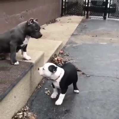 Playing and spending quality time with their puppies