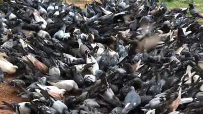Pigeons in Athens