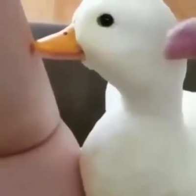 pato