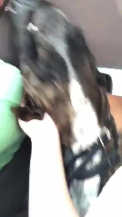 Awooo