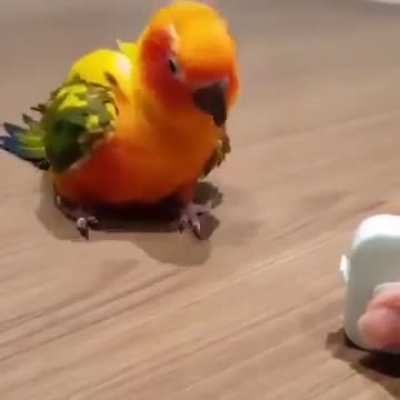 Bird 