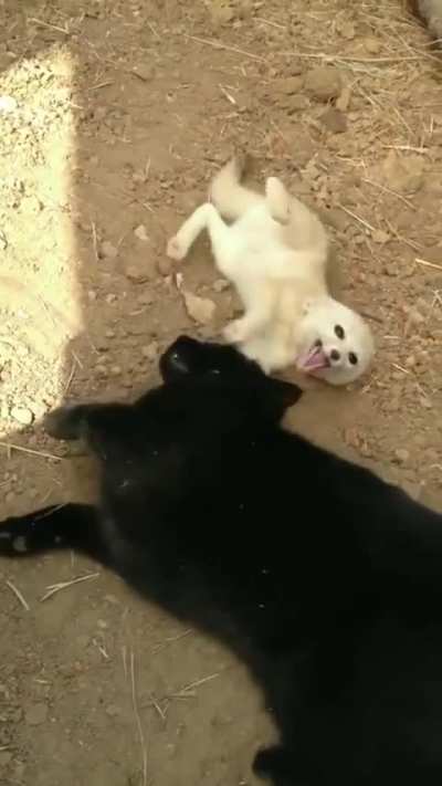 The excitement of this fennec fox, reunited with the cat he grew up with