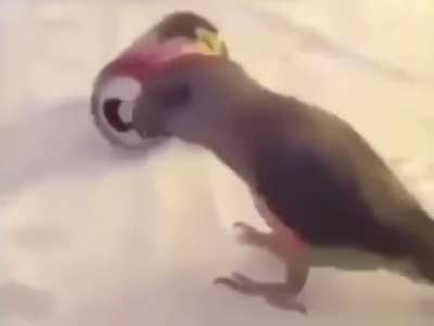 My name is bird