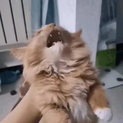 aaarrgh